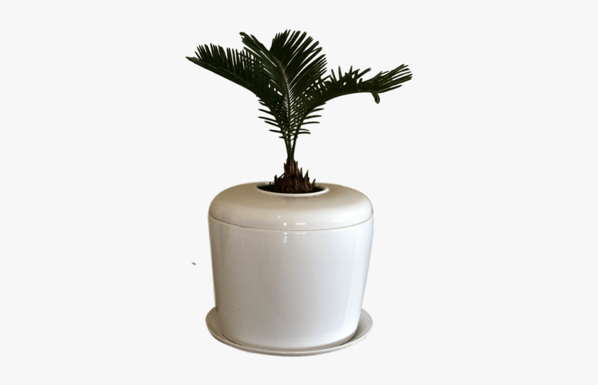 Indoor Living Cremation Urn Plant - Flowerpot, HD Png Download