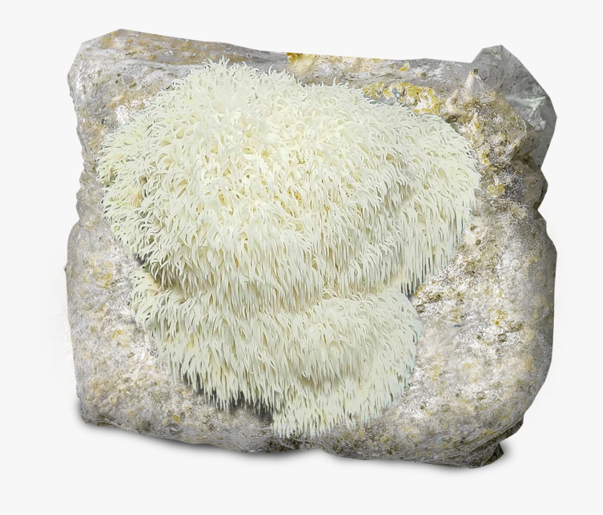 Transparent Lion Mane Png - Igneous Rock, Png Download