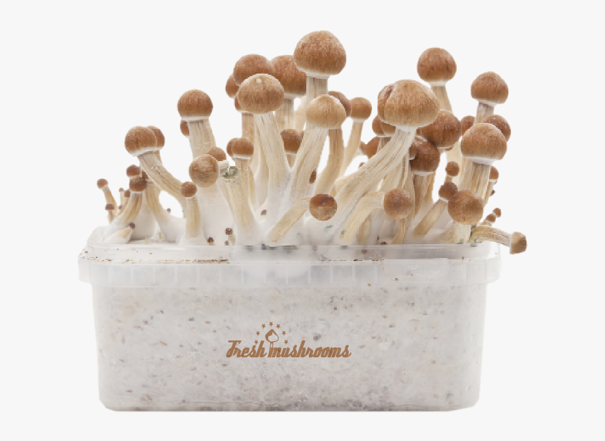 Mushrooms Ecuador's, HD Png Download