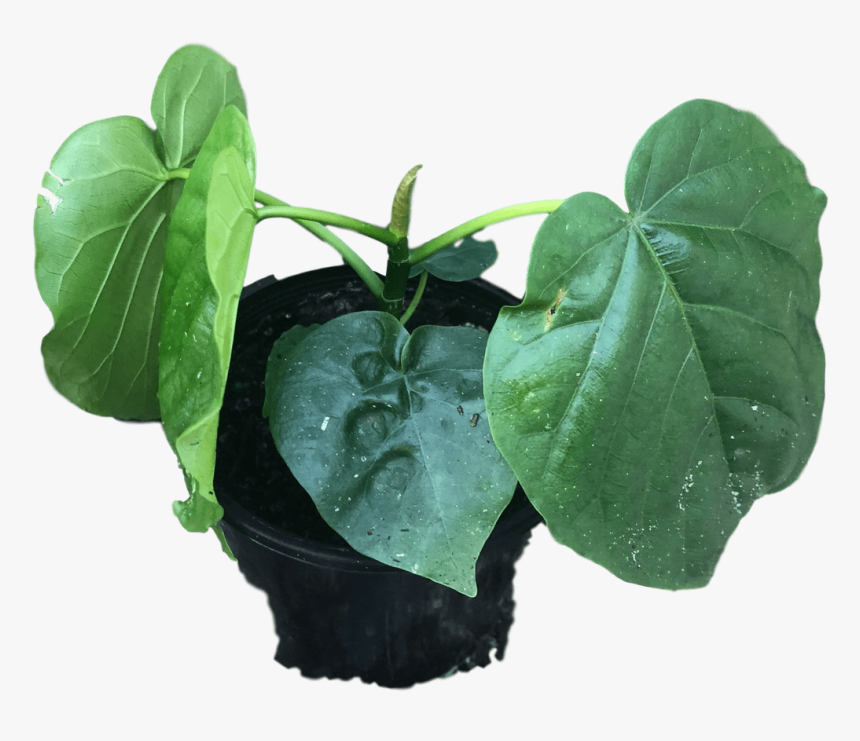 Houseplant, HD Png Download