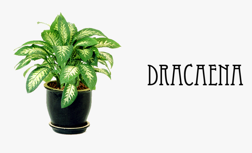 9 - Chinese Evergreen Aglaonema Commutatum, HD Png Download