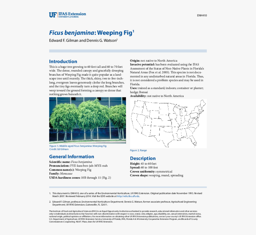 Tree, HD Png Download