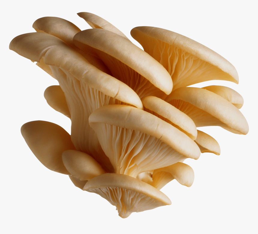 Mushrooms Png - Nature - Mushroom Png, Transparent Png
