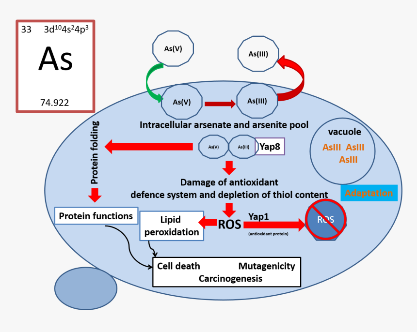 Diagram, HD Png Download