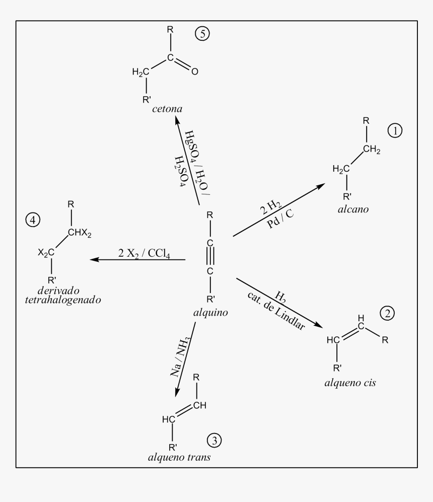 Reacciones De Alquinos A - Reaccion De Los Alquinos, HD Png Download
