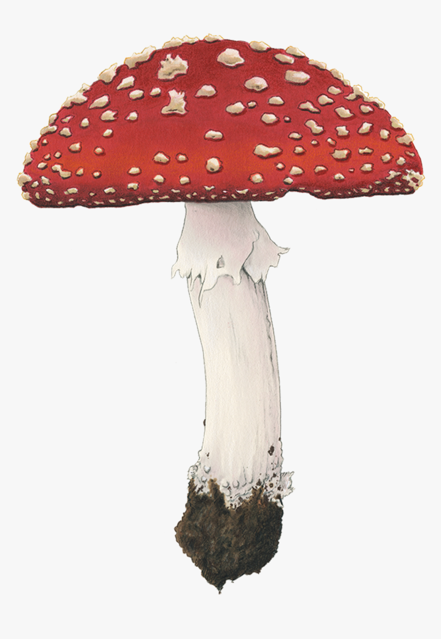 Fly Agaric Mushroom Png, Transparent Png