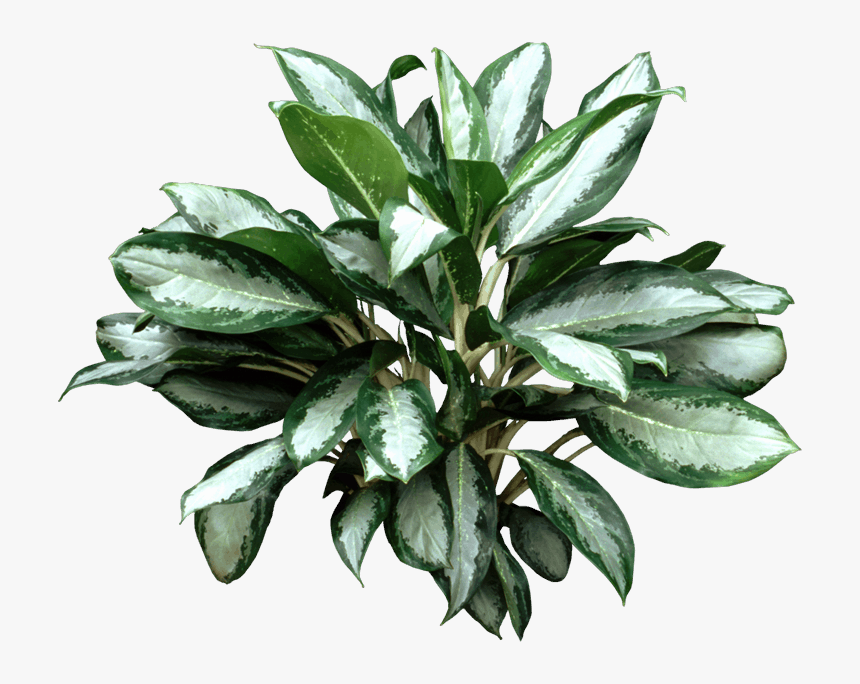 Aglaonema Varieties, HD Png Download