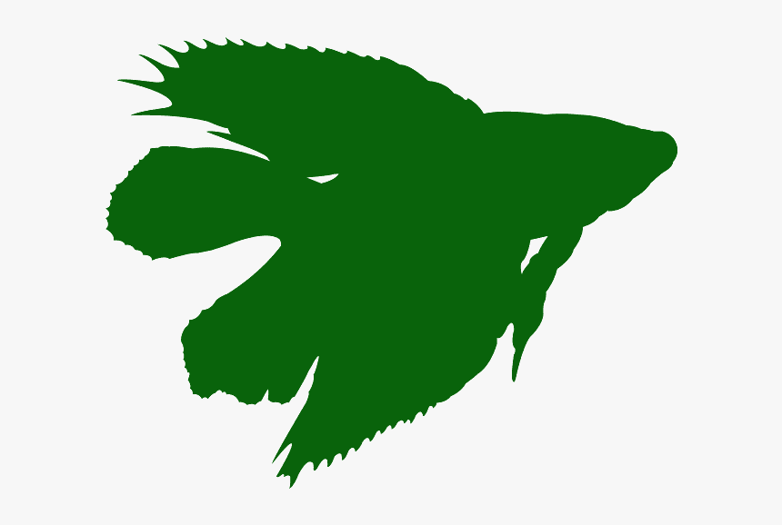 Betta Splendens Double Tail, HD Png Download