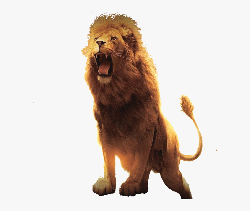Modern Day “lion Of The Tribe Of Judah” - Lion Hd Images Free Download, HD Png Download