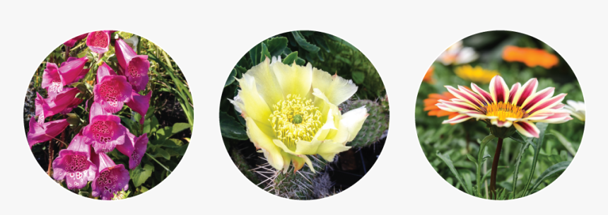 Nursery Flower Plants Png, Transparent Png