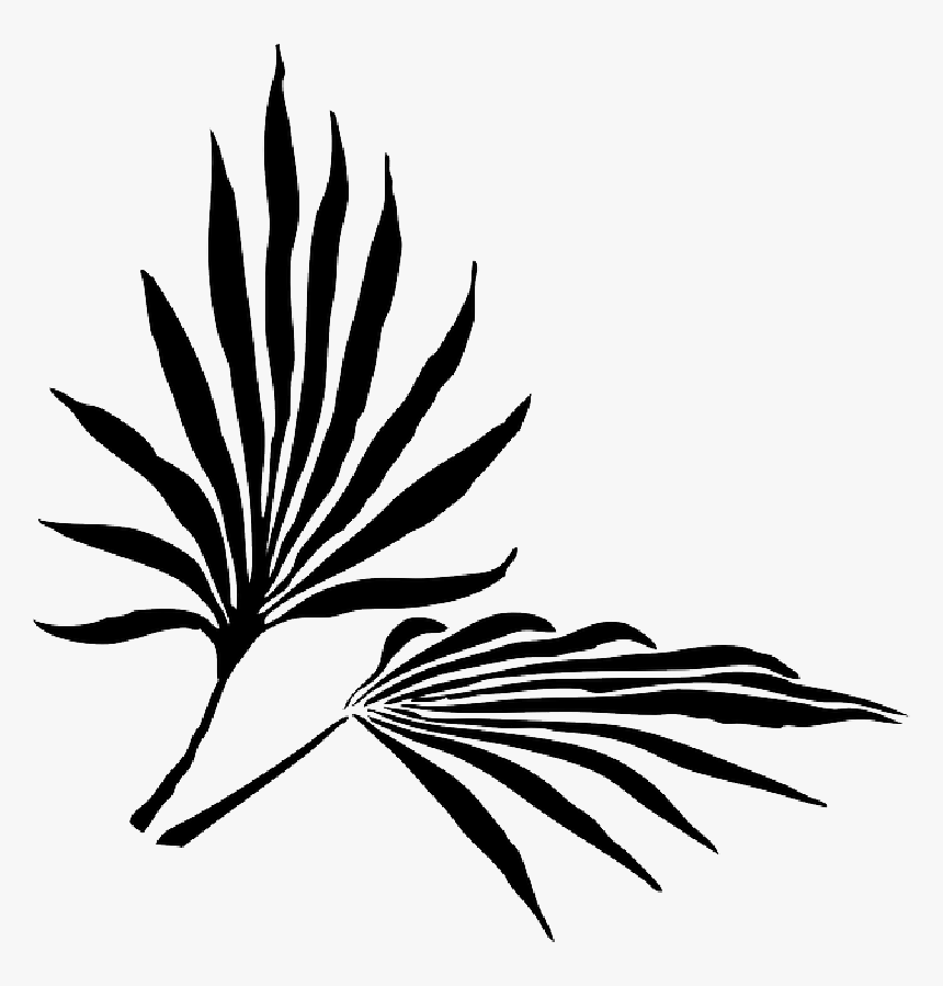 Palm Fronds Png Search Results Landscaping Gallery - Palm Frond Clip Art, Transparent Png