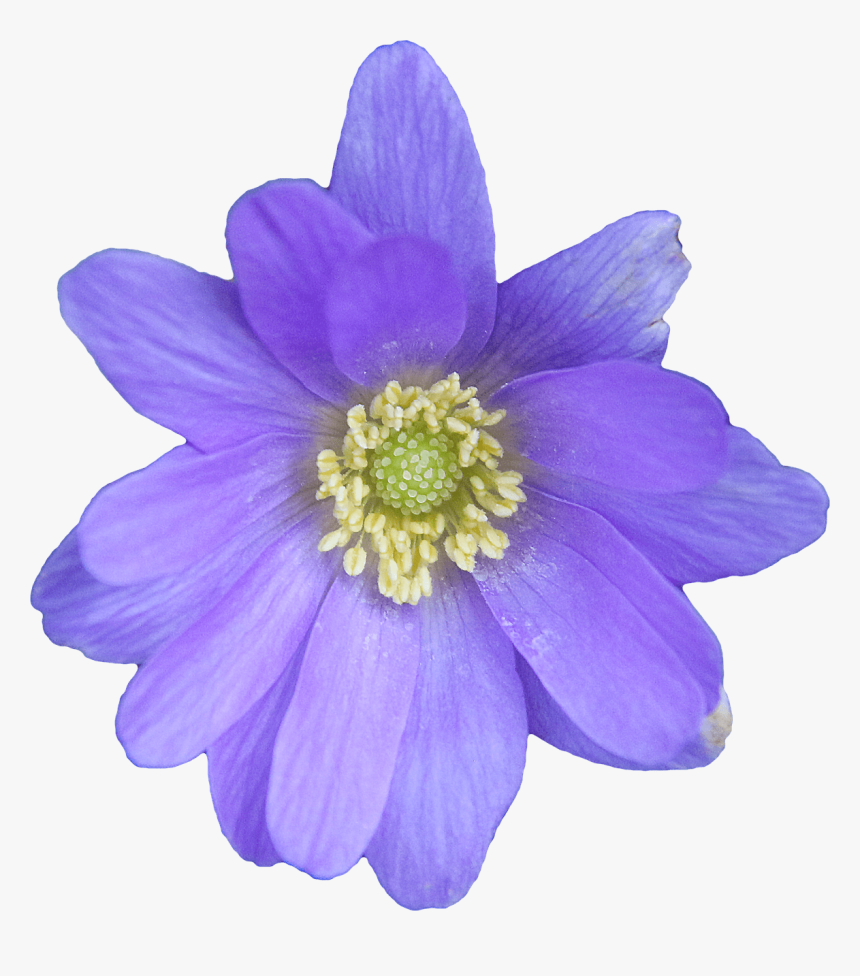 Flower Blue - Anemone Png, Transparent Png