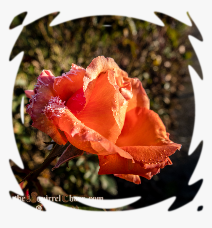 Blur Effect Transparent Png, Png Download