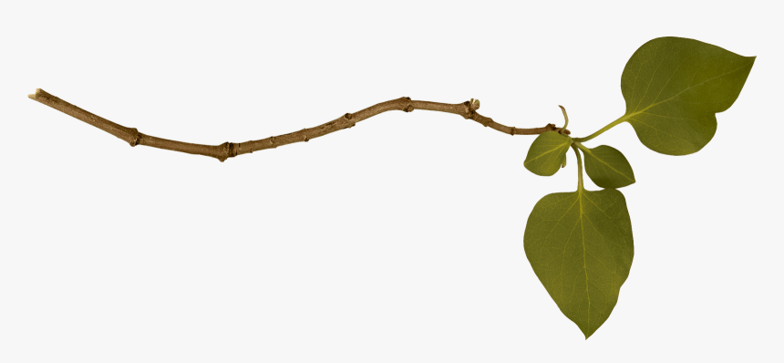 Branch Single Left - Branch Png, Transparent Png