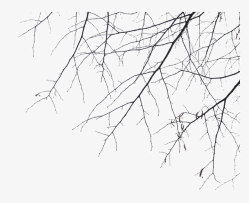 Branches , Png Download - Branches, Transparent Png