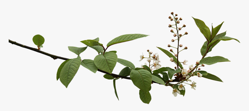 Png, Clipping, Branch, Graphics - Branch With Flowers Png, Transparent Png