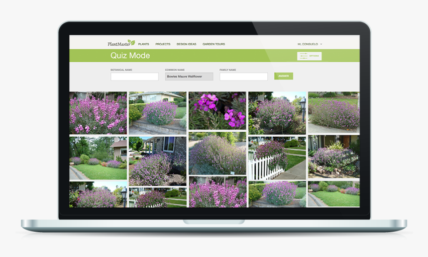 Alyssum, HD Png Download