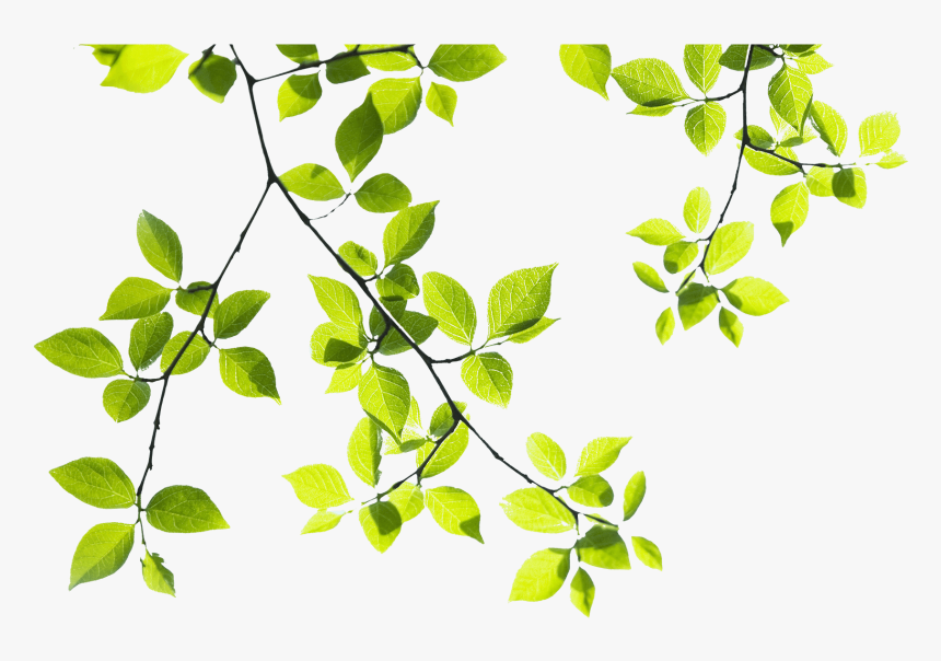 Tropical Branch Png - Tree Branches Png Hd, Transparent Png