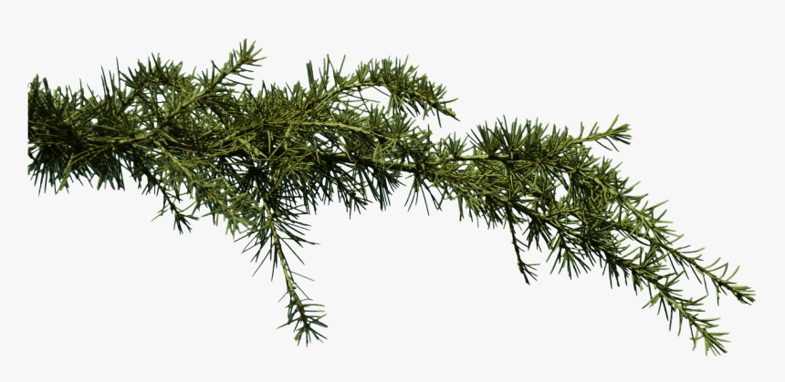 Pine Branches Png - Free Png Tree Branche, Transparent Png