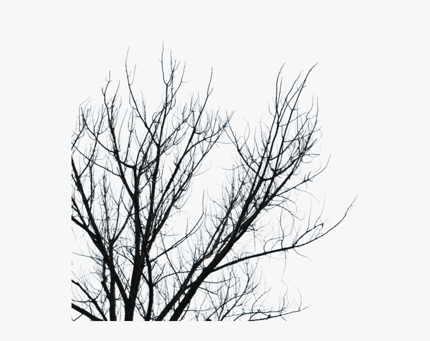 Download Dry Branches Png Clipart Branch Tree Sky Leaf - Cherrykastock Branches, Transparent Png