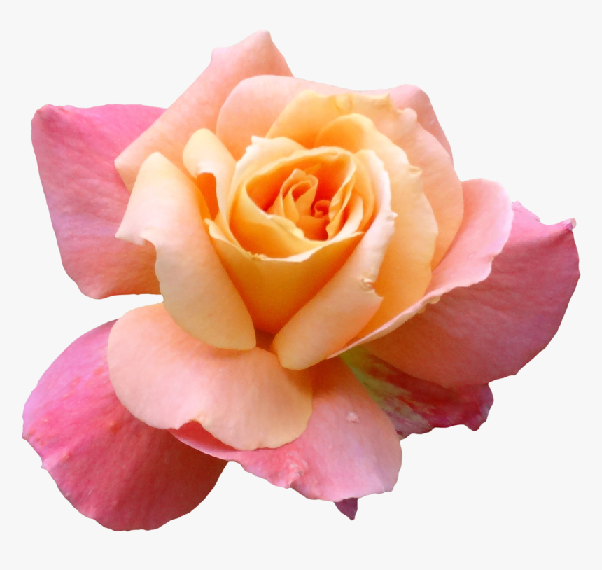 Transparent Image Of Flowers, HD Png Download