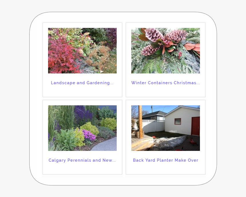 Portfolio Section - Canna Lily, HD Png Download