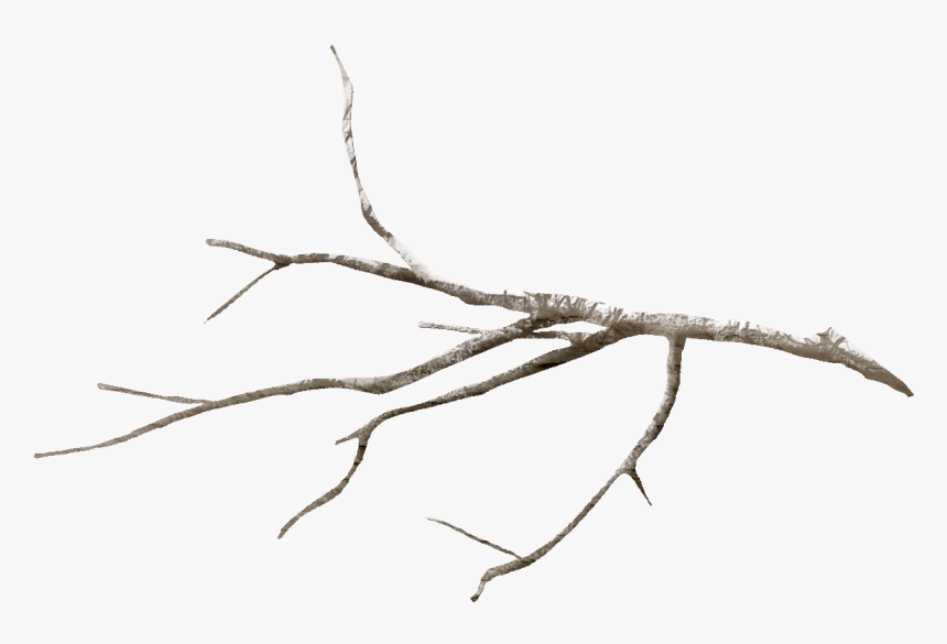 Twig Tree Branch Leaf Flower - Transparent Branch Png, Png Download