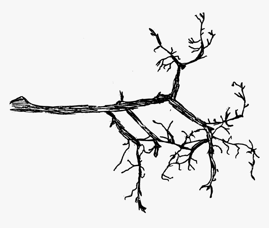 Drawing Of A Branch, HD Png Download
