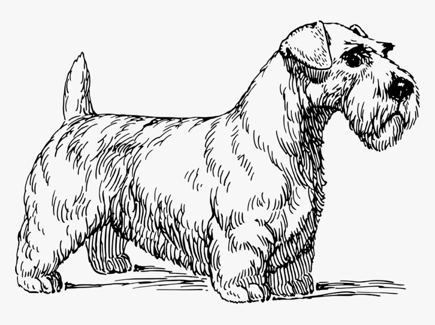 Line Art,art,paw - Sealyham Terrier Vector, HD Png Download