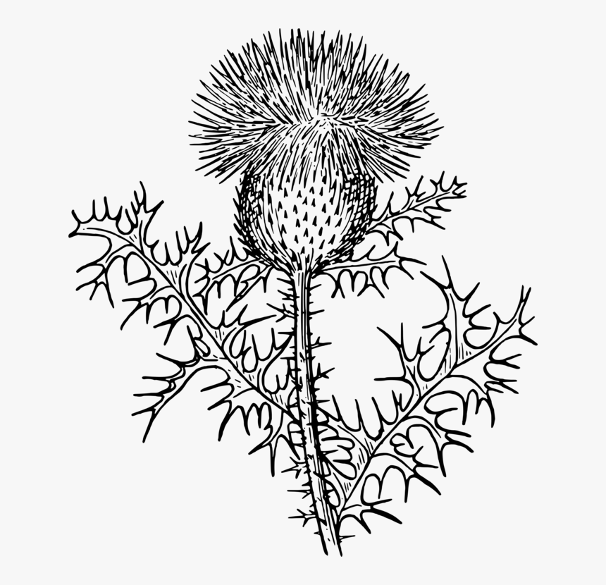 Rag Weed Svg Clip Arts - Thistle Black And White Clipart, HD Png Download