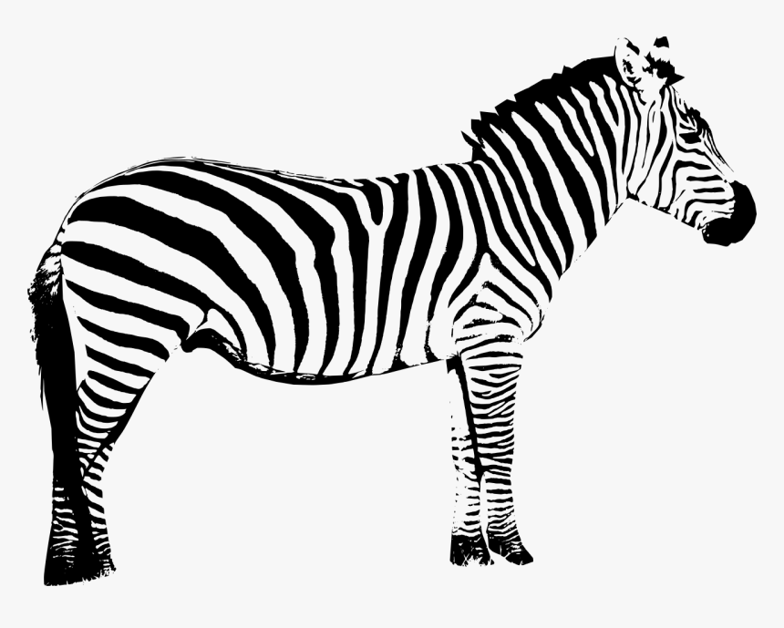 Vector Graphics Clip Art Zebra Silhouette Illustration - Zebra Clip Art Black And White, HD Png Download