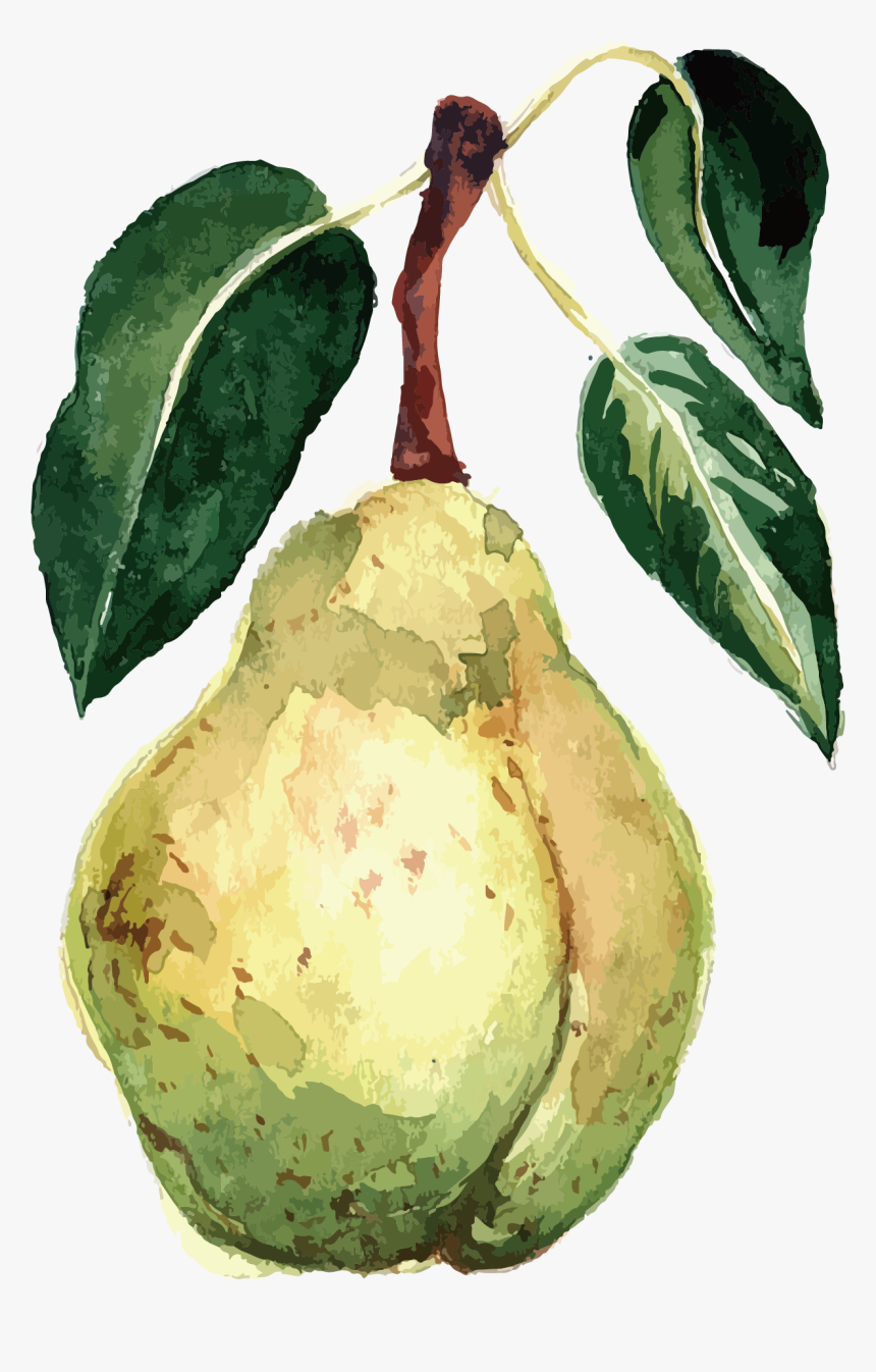 Png Transparent Library Pear Transparent Vector, Png Download