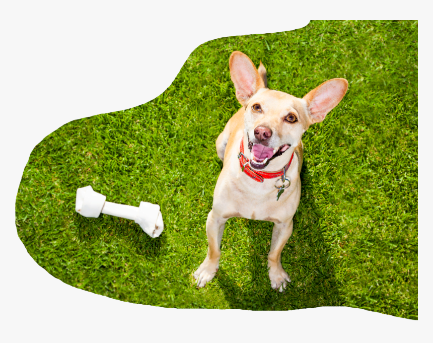 Com/wp Content/uploads/dog With Big Bone, HD Png Download