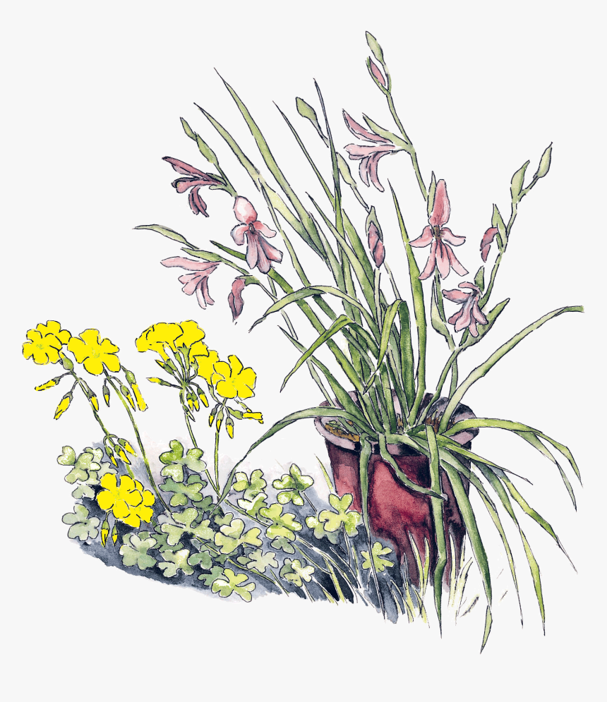 Ornamental Grass Png, Transparent Png