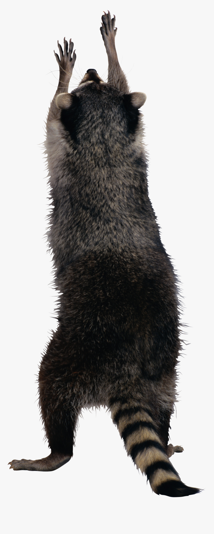 Raccoon Png, Transparent Png