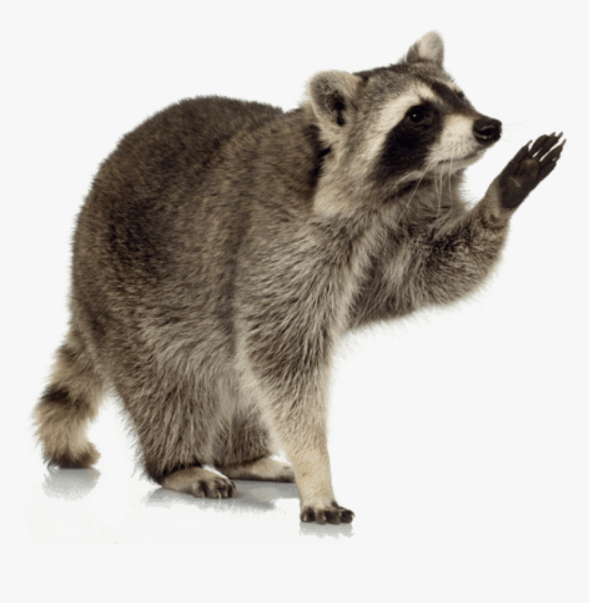 Free Png Download Raccoon Up Png Images Background, Transparent Png