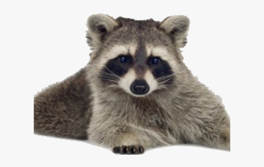 Raccoon Png Transparent Images, Png Download