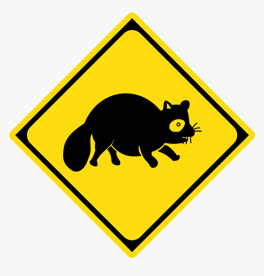 Raccoon Png, Transparent Png