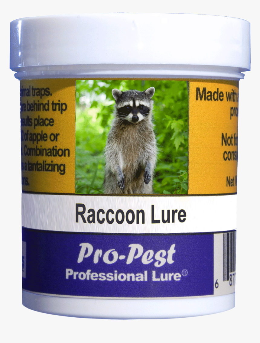 Raccoon Png, Transparent Png