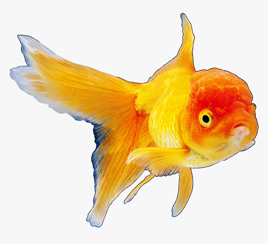 Realistic Goldfish Png Clipart Best Web Clipart, Transparent Png
