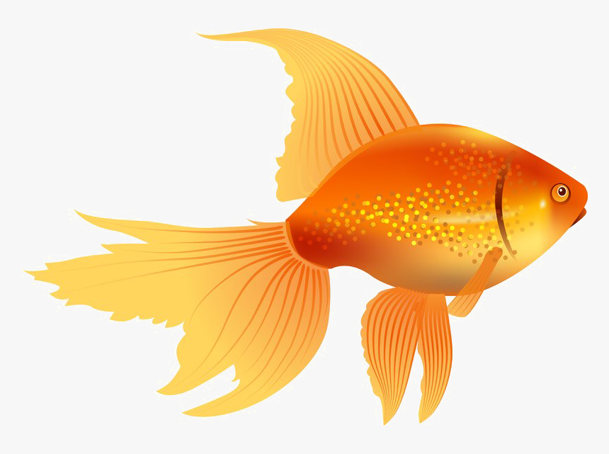 Goldfish Png Image, Transparent Png