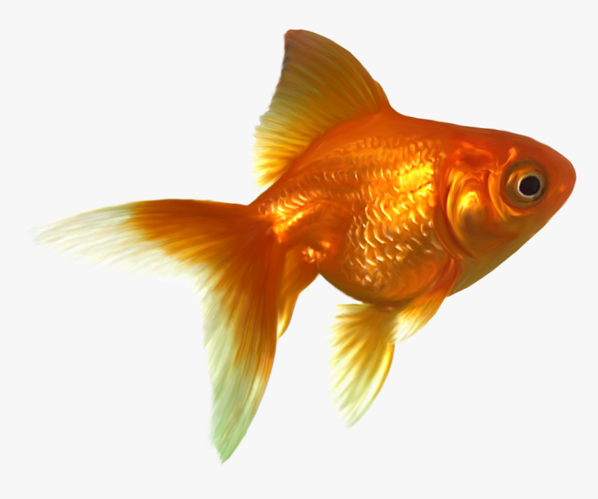 Goldfish Png Free Images, Transparent Png