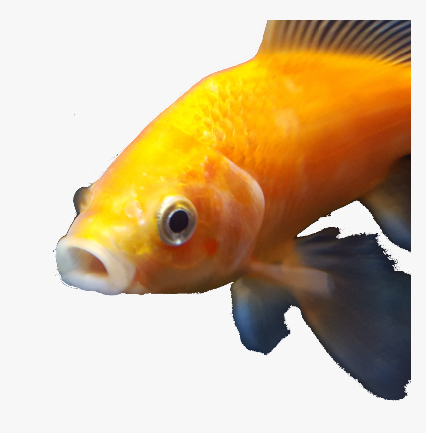 Dank Goldfish , Png Download, Transparent Png