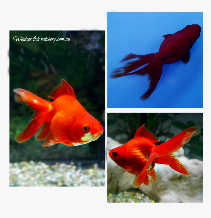 Goldfish Png, Transparent Png