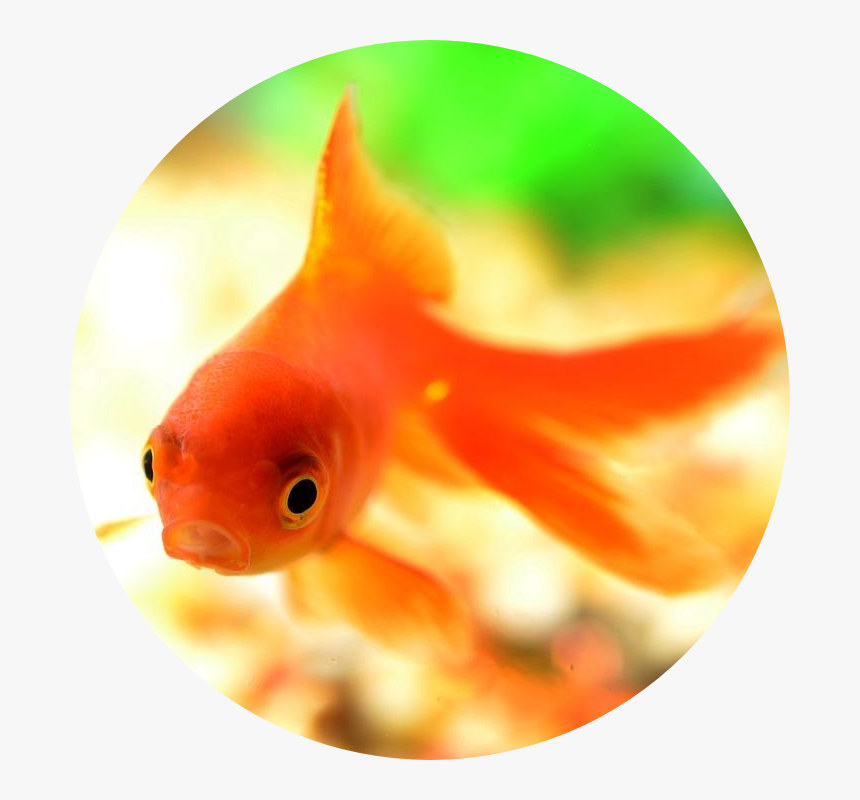 Goldfish Png, Transparent Png