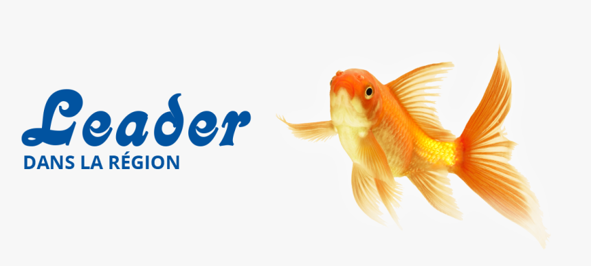 Goldfish , Png Download, Transparent Png