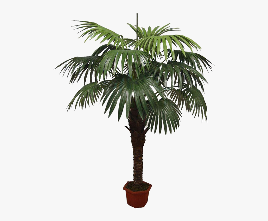 Asian Palmyra Palm Babassu Flowerpot Oil Palms Coconut, HD Png Download