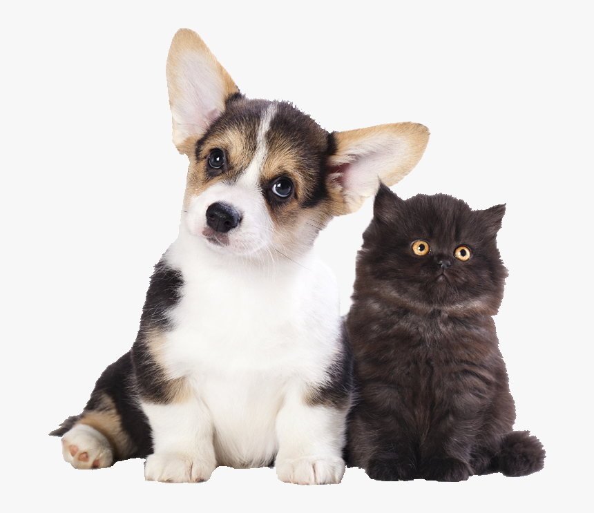 Dog Filter Png, Transparent Png