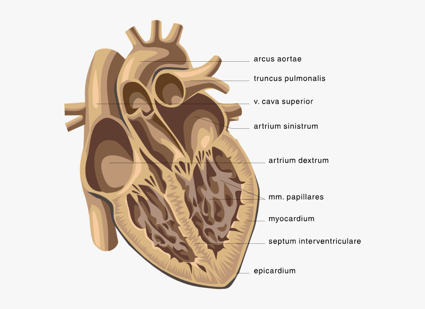 Picture Clipping Of Cardiology, HD Png Download