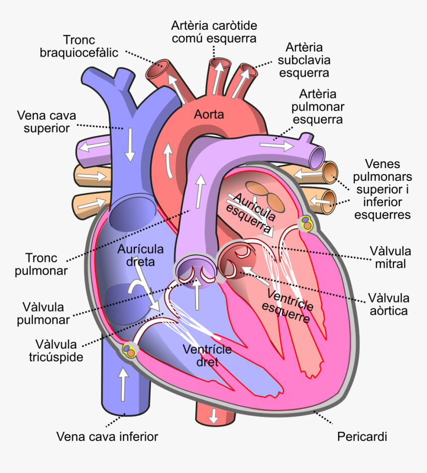 Human Heart Png, Transparent Png